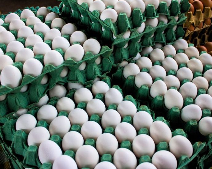 OVOS BRANCOS: QUEDA DE PREÇO E FORNECEDORES EM DESTAQUE