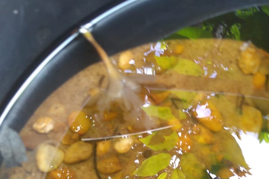 Vigilância Epidemiológica alerta para risco de aumento da dengue com a chegada do período chuvoso