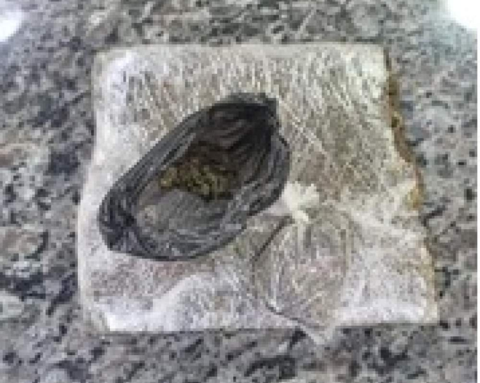 DROGAS EM CASTILHO: HOMEM É PRESO PELA FORÇA TÁTICA APÓS DENÚNCIA – 7 DETALHES DO CASO