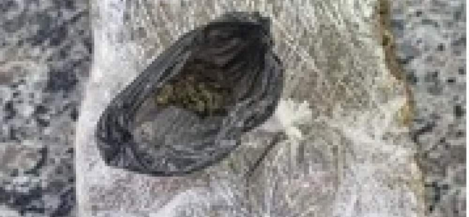 DROGAS EM CASTILHO: HOMEM É PRESO PELA FORÇA TÁTICA APÓS DENÚNCIA – 7 DETALHES DO CASO