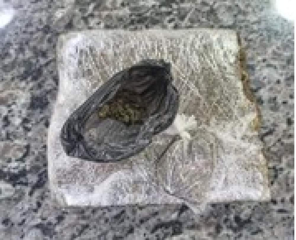 DROGAS EM CASTILHO: HOMEM É PRESO PELA FORÇA TÁTICA APÓS DENÚNCIA – 7 DETALHES DO CASO