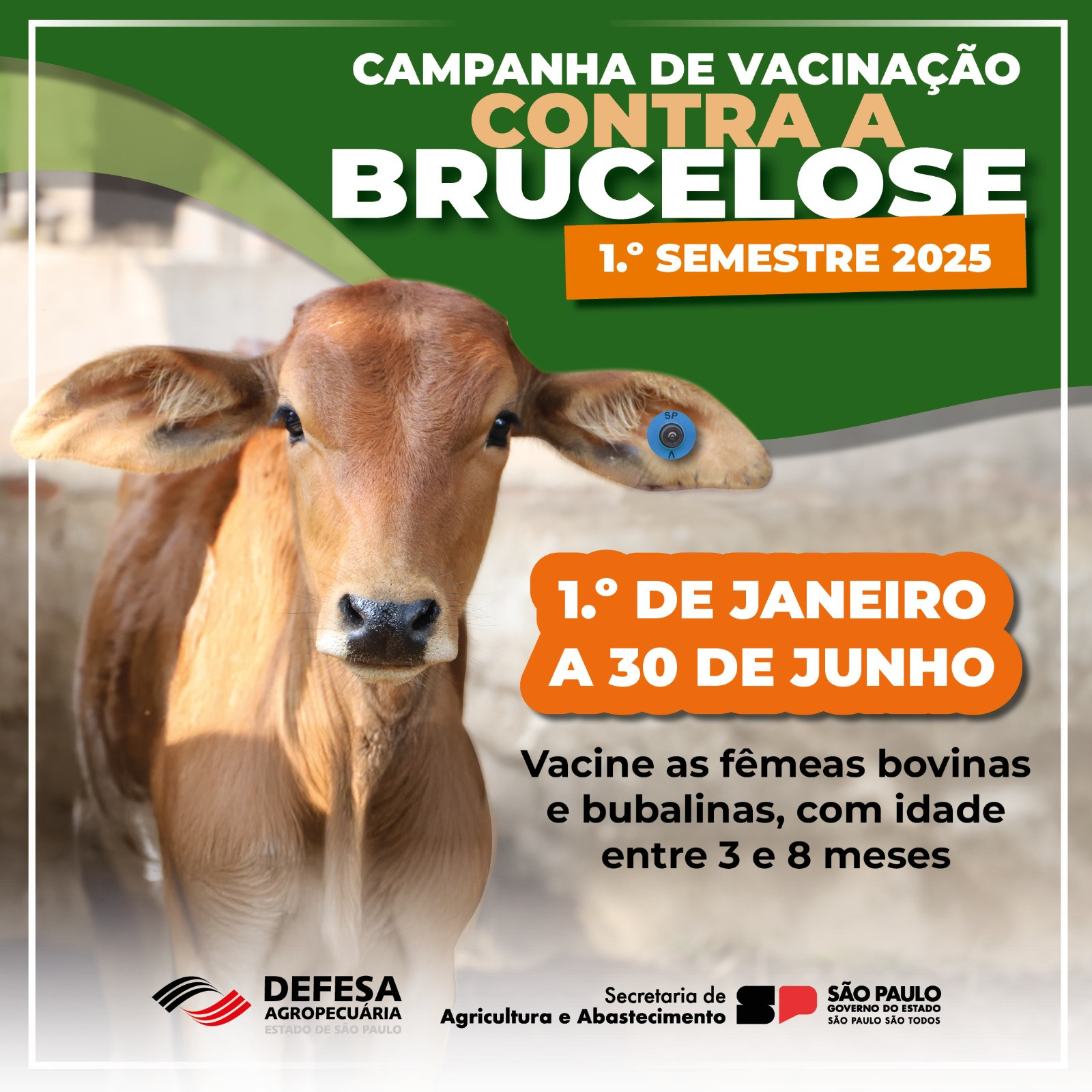 VACINAÇÃO CONTRA BRUCELOSE EM CASTILHO SP SEGUE ATÉ 30 DE JUNHO DE 2026
