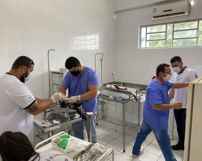 CASTRAÇÃO FELINA: 3,5 MIL PROCEDIMENTOS EM CASTILHO