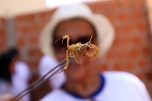 Dengue Escorpiao 37 1