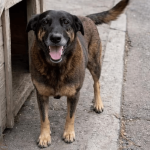 CRUELDADE ANIMAL: REFLEXÃO E AÇÃO URGENTE