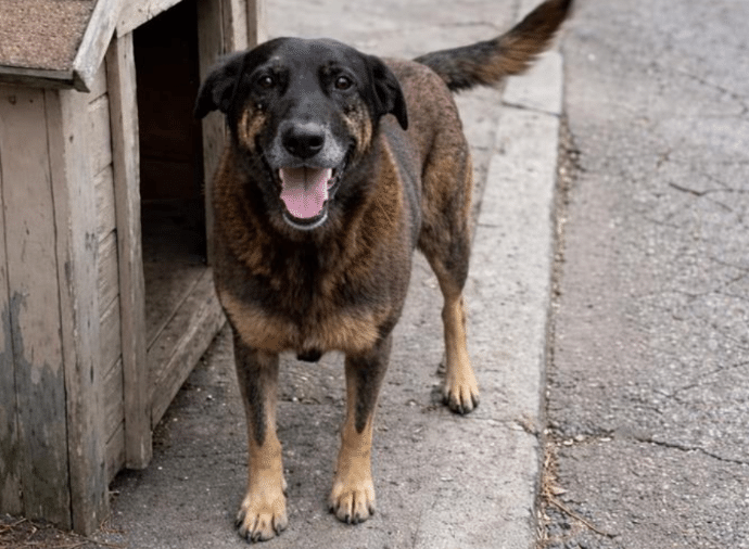 CRUELDADE ANIMAL: REFLEXÃO E AÇÃO URGENTE