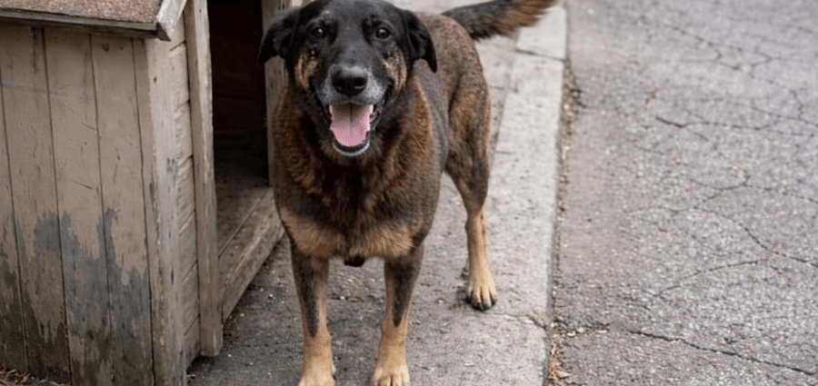 CRUELDADE ANIMAL: REFLEXÃO E AÇÃO URGENTE