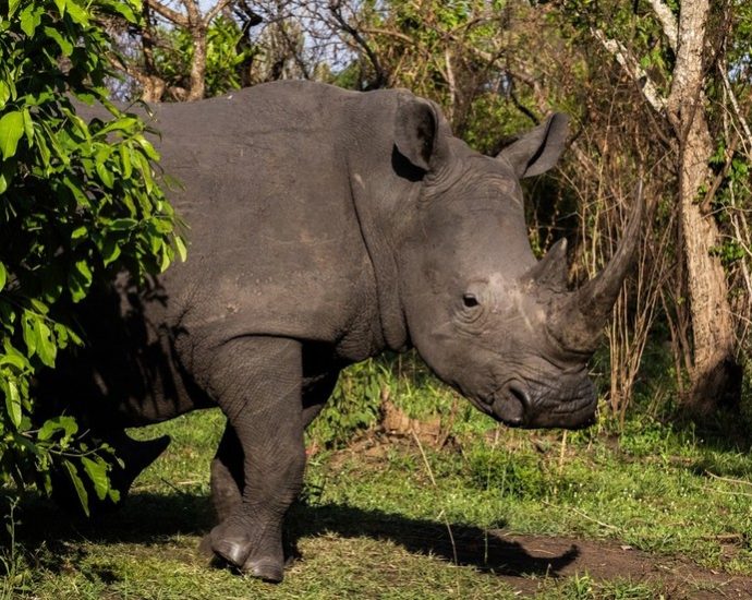 Rinocerontes Retornam ao Parque Nacional Kidepo Valley em Uganda Após 40 Anos