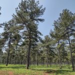 Florestas Plantadas: Solução Sustentável para a Indústria Madeireira