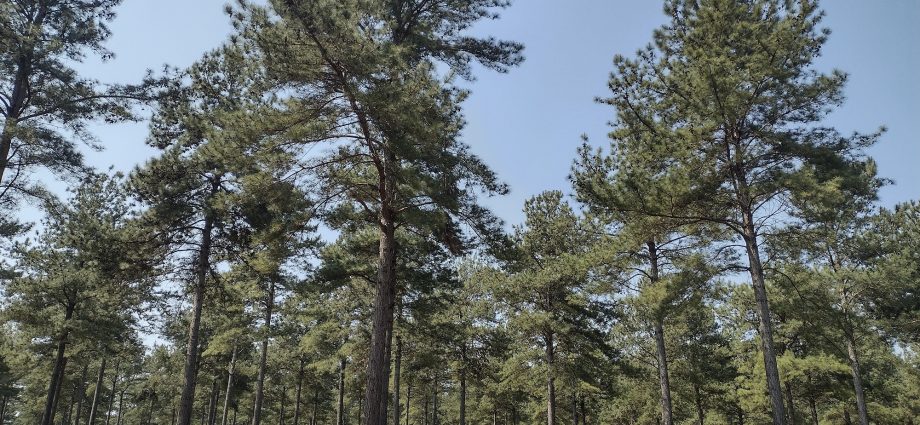 Florestas Plantadas: Solução Sustentável para a Indústria Madeireira