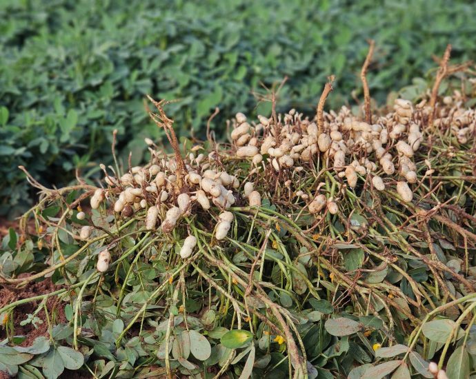 Vale da Celulose: Protagonismo e Diversificação em Ribas do Rio Pardo