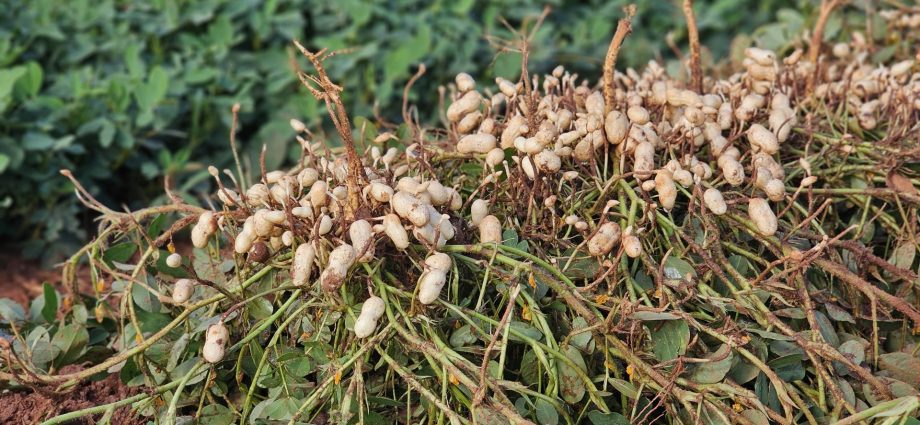 Vale da Celulose: Protagonismo e Diversificação em Ribas do Rio Pardo