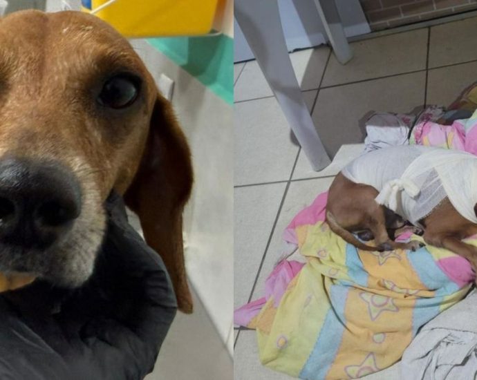 COMPANHIAS DE REIS farão apresentação especial na Praça Moura Andrade nesta quinta