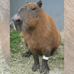 Capivara agredida no Rio de Janeiro apresenta melhora, mas pode perder visão
