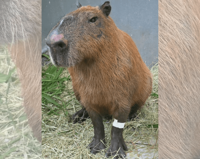 Capivara agredida no Rio de Janeiro apresenta melhora, mas pode perder visão