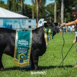 Mundial Brangus 2026: Gaúchos Dominam Competição com Genética de Alto Nível