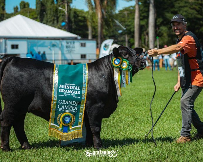 Mundial Brangus 2026: Gaúchos Dominam Competição com Genética de Alto Nível