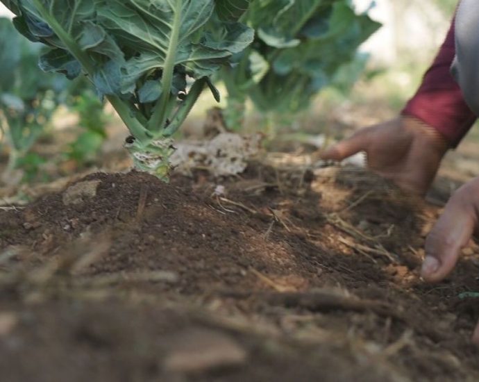 Paulo Teixeira Lança Investimento de R$ 150 Milhões para a Agricultura Familiar