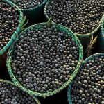 Novo Programa no Pará Promove a Produção Sustentável de Açaí