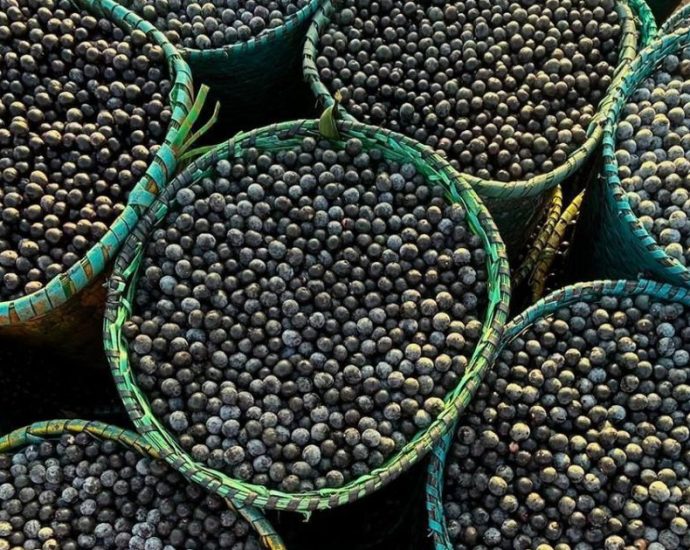 Novo Programa no Pará Promove a Produção Sustentável de Açaí