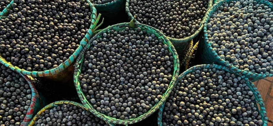 Novo Programa no Pará Promove a Produção Sustentável de Açaí