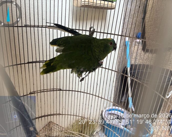 PAPAGAIO IRREGULAR RESULTA EM MULTA AMBIENTAL