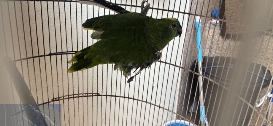 PAPAGAIO IRREGULAR RESULTA EM MULTA AMBIENTAL