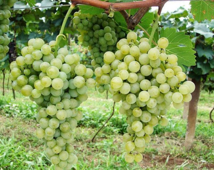 A Revolução dos Vinhos de Inverno no Centro-Oeste Brasileiro