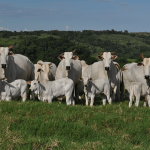 Expectativa de Preço da Arroba do Boi Gordo Chega a US$ 75 no Mercado Internacional