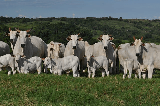 Expectativa de Preço da Arroba do Boi Gordo Chega a US$ 75 no Mercado Internacional