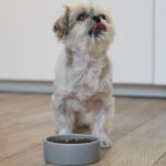 Guia Completo para Escolher a Alimentação Adequada para Cães e Gatos