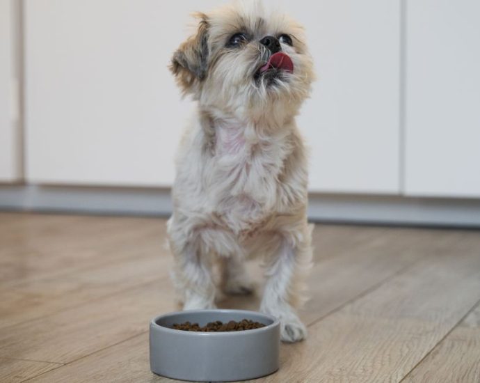 Guia Completo para Escolher a Alimentação Adequada para Cães e Gatos