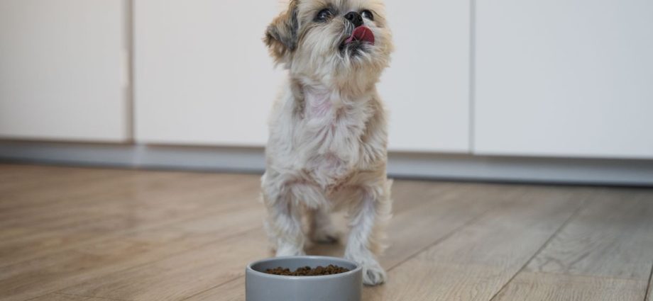 Guia Completo para Escolher a Alimentação Adequada para Cães e Gatos