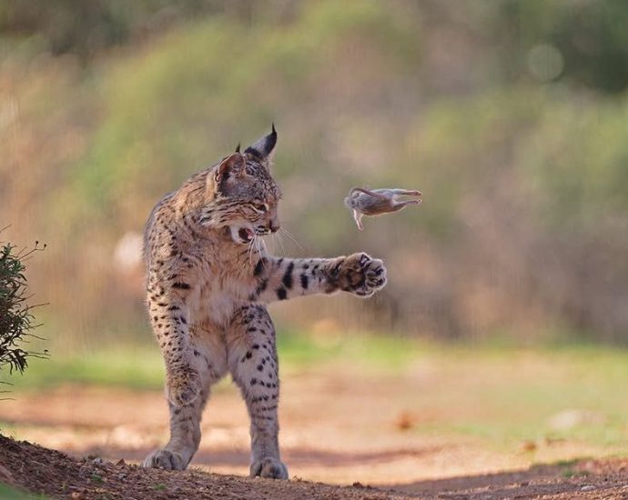 Lince-Ibérico Brincando com Presa Conquista Prêmio de Fotografia de Vida Selvagem
