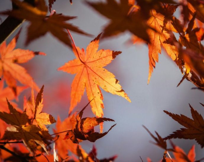 Outono: Simbologia e Introspecção na Estação da Transição