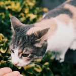 A Simpatia dos Gatos: Entenda a Trend que Promete Prosperidade