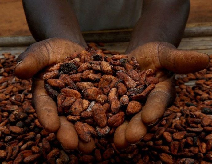 Aumento na Moagem de Cacau da Costa do Marfim em Fevereiro de 2023