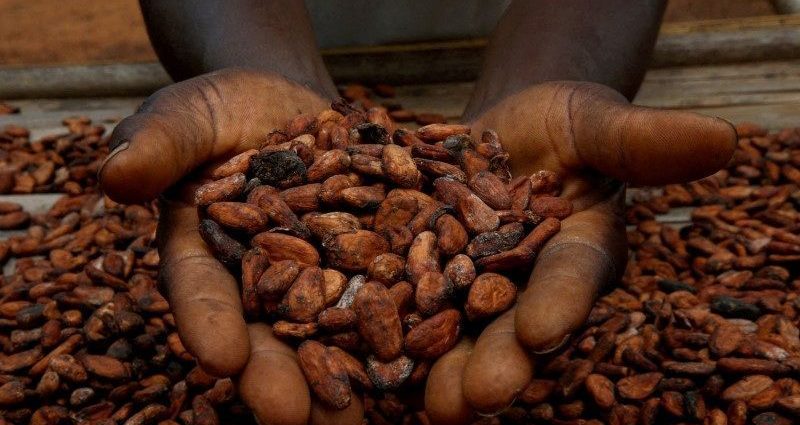 Aumento na Moagem de Cacau da Costa do Marfim em Fevereiro de 2023