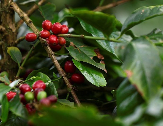 Queda nos Preços do Café: Expectativas de Safra Recorde no Brasil