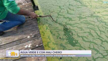 Água do Rio Tietê volta a ficar verde e incomoda moradores de Zacarias