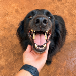Prefeitura de Andradina mantém parceria com a APAAR para fortalecer a proteção animal