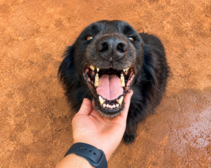 Prefeitura de Andradina mantém parceria com a APAAR para fortalecer a proteção animal