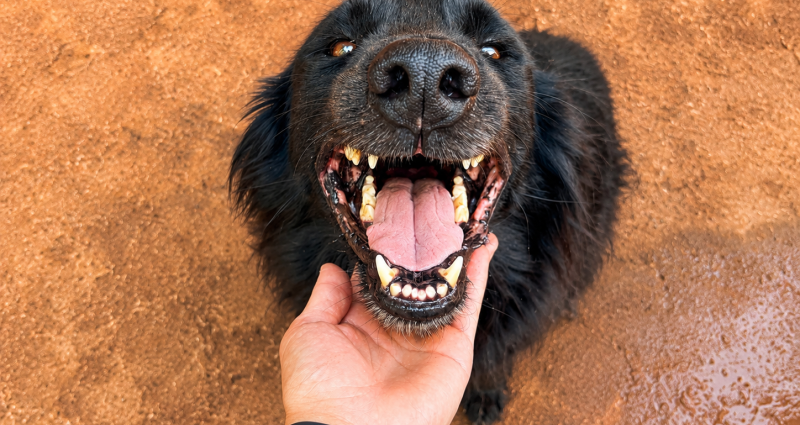 Prefeitura de Andradina mantém parceria com a APAAR para fortalecer a proteção animal