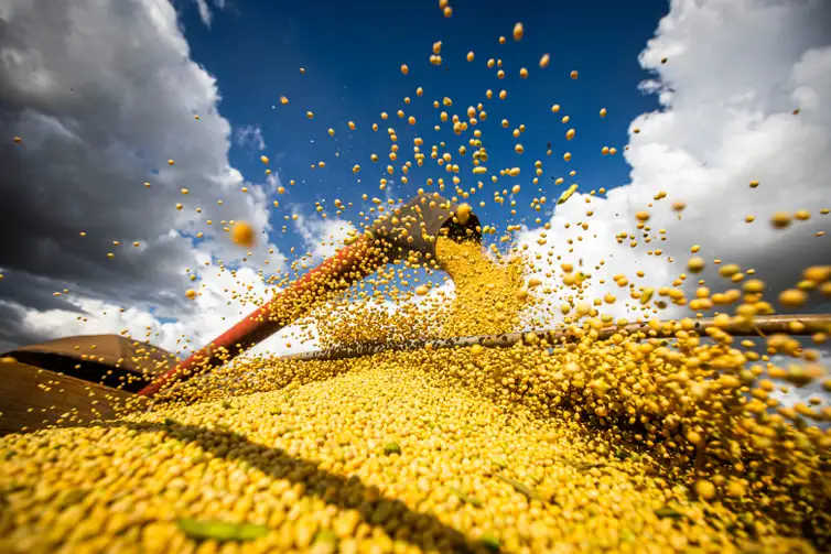 Estudo aponta perda de até 55% na produtividade da soja sem controle de pragas e doenças