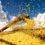Estudo aponta perda de até 55% na produtividade da soja sem controle de pragas e doenças