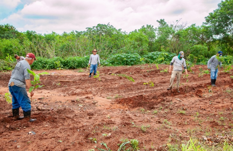 Noticia plantio-de-arvores-promove-recuperacao-de-area-de-preservacao-permanente