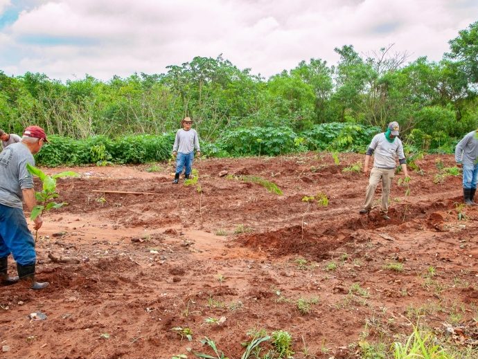 Recuperação Ambiental em Andradina: Plantio de Árvores no Jardim Bela Vista