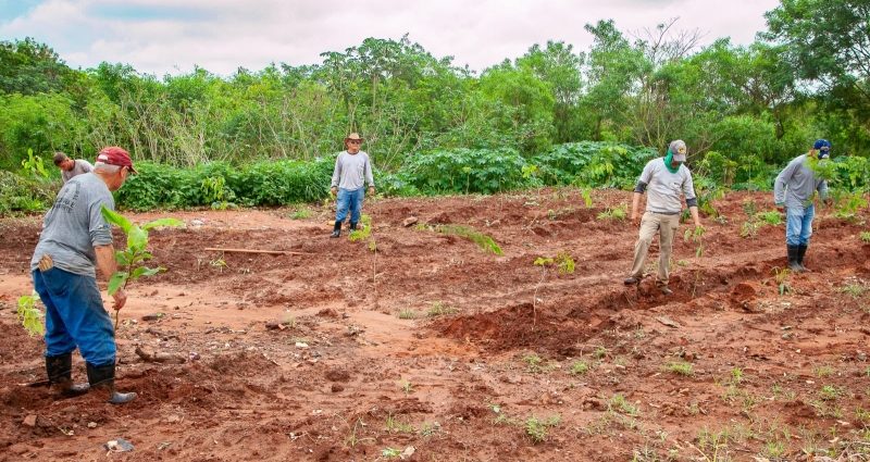 Recuperação Ambiental em Andradina: Plantio de Árvores no Jardim Bela Vista