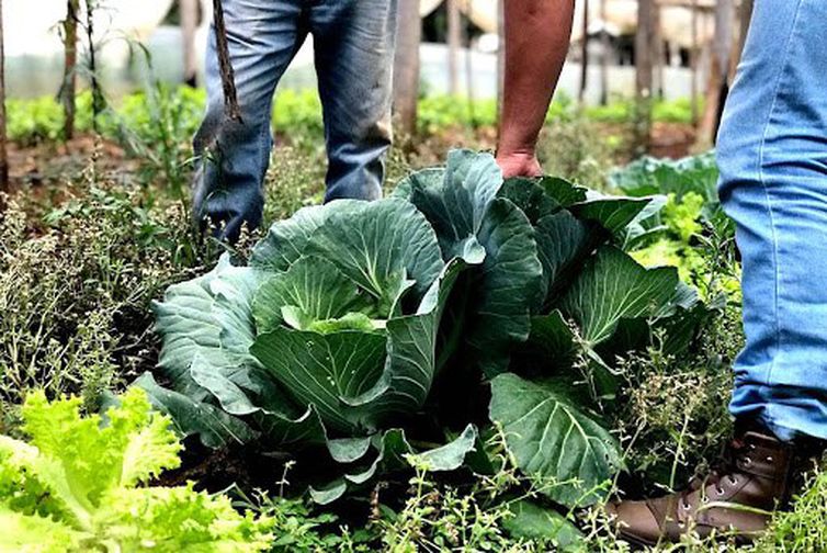 Esforço Coletivo e Articulação são Essenciais para a Segurança Alimentar no Brasil