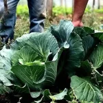 Esforço Coletivo e Articulação são Essenciais para a Segurança Alimentar no Brasil